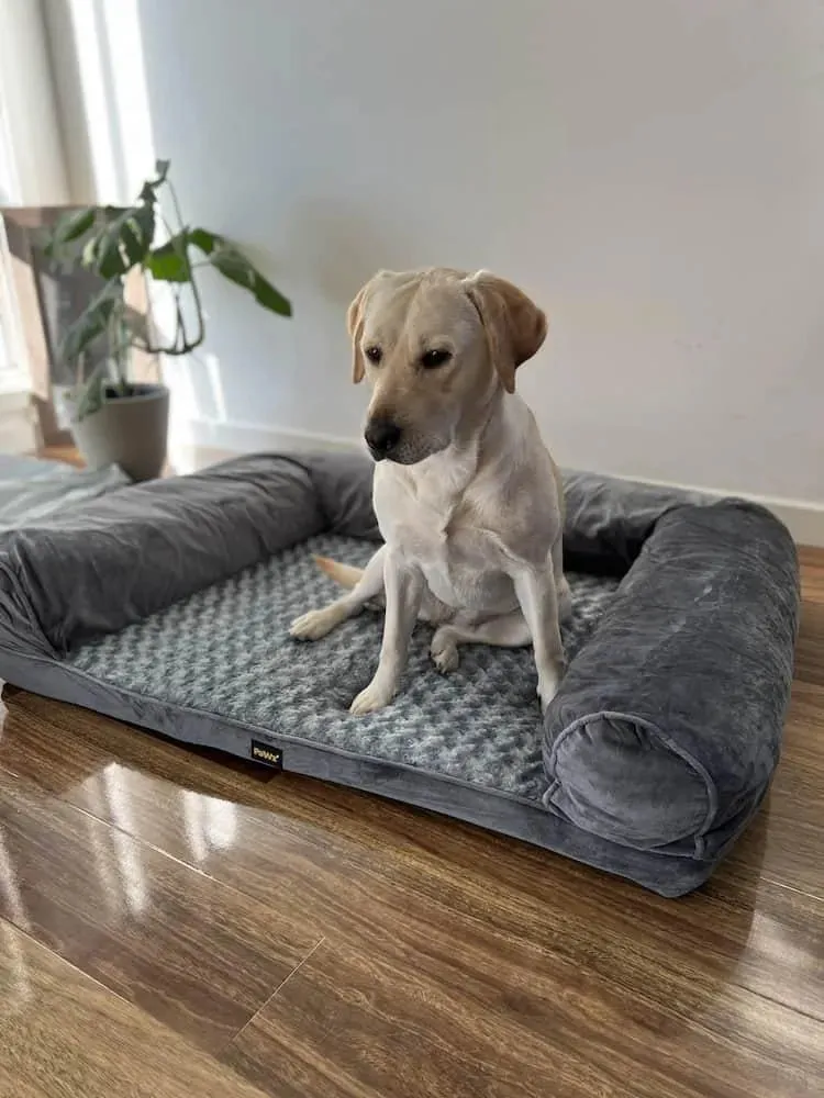 PaWz Premium Pet Sofa Bed
