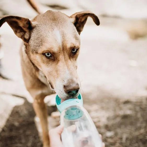 Portable Dog Water Bottle And Bowl